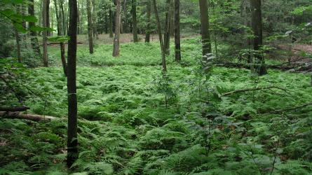 photo of forest