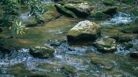 A shallow mountain stream winds through rocks and moss beneath overhanging forest vegetation.