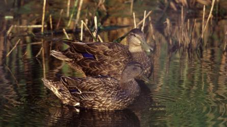 Two American black ducks float together in marsh water.