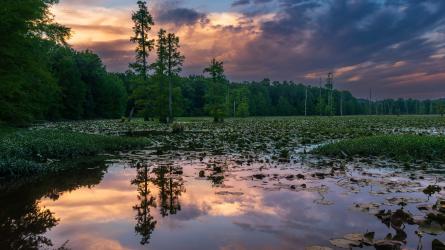 A quiet wetland with aquatic vegetation sits below trees and a dramatic evening sky.
