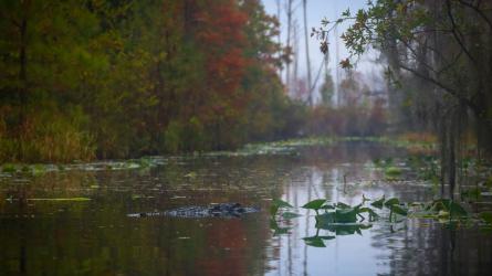 A quiet swamp channel winds through forest and floating wetland vegetation.