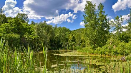 A lush wetland pond is surrounded by reeds, green trees and a bright cloudy sky.