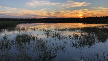 Image of Lower Mississippi Valley Wetland