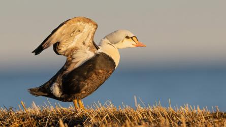 King eider standing on grassy ground with one wing raised in warm light.