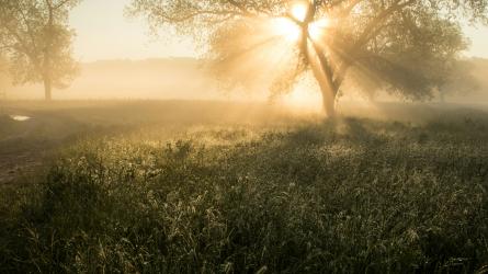 A sunlit grassland with scattered trees is covered in morning mist.