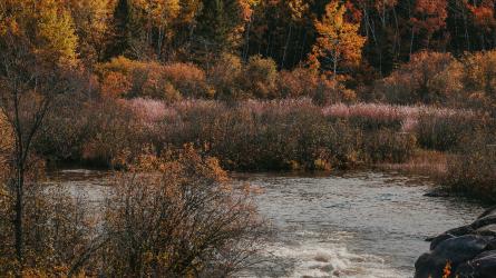A forested river corridor winds through autumn-colored trees and wetland vegetation.