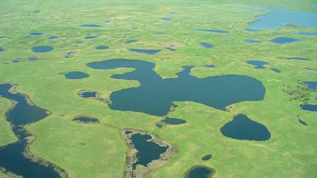 Aerial view of prairie pothole wetlands with scattered ponds and shallow lakes across a grassland landscape.