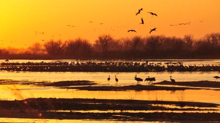 Sandhill cranes fly over the Platte River at sunset.