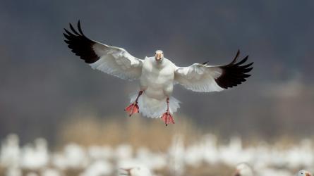 Snow goose landing with wings spread and pink feet extended above a flock.