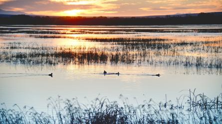 A sunset reflects across shallow wetland water as several birds swim through the open water.