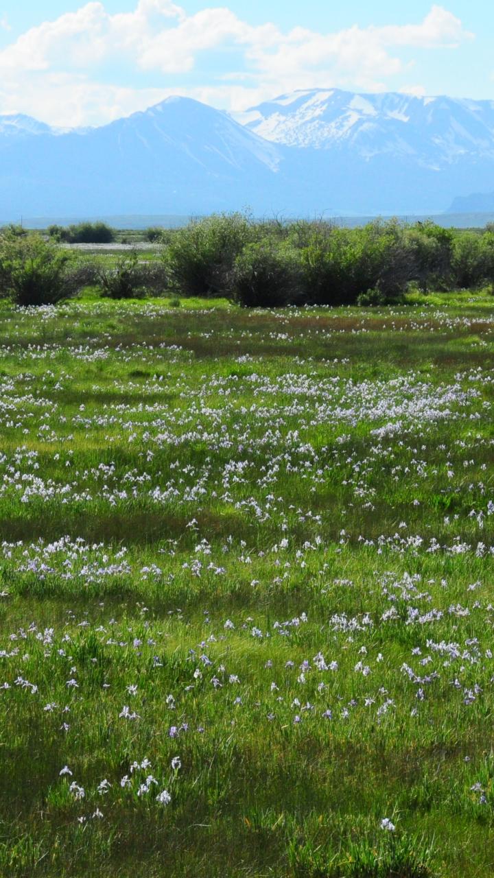 A green wet meadow with small wildflowers stretches toward shrubs and snow-capped mountains.