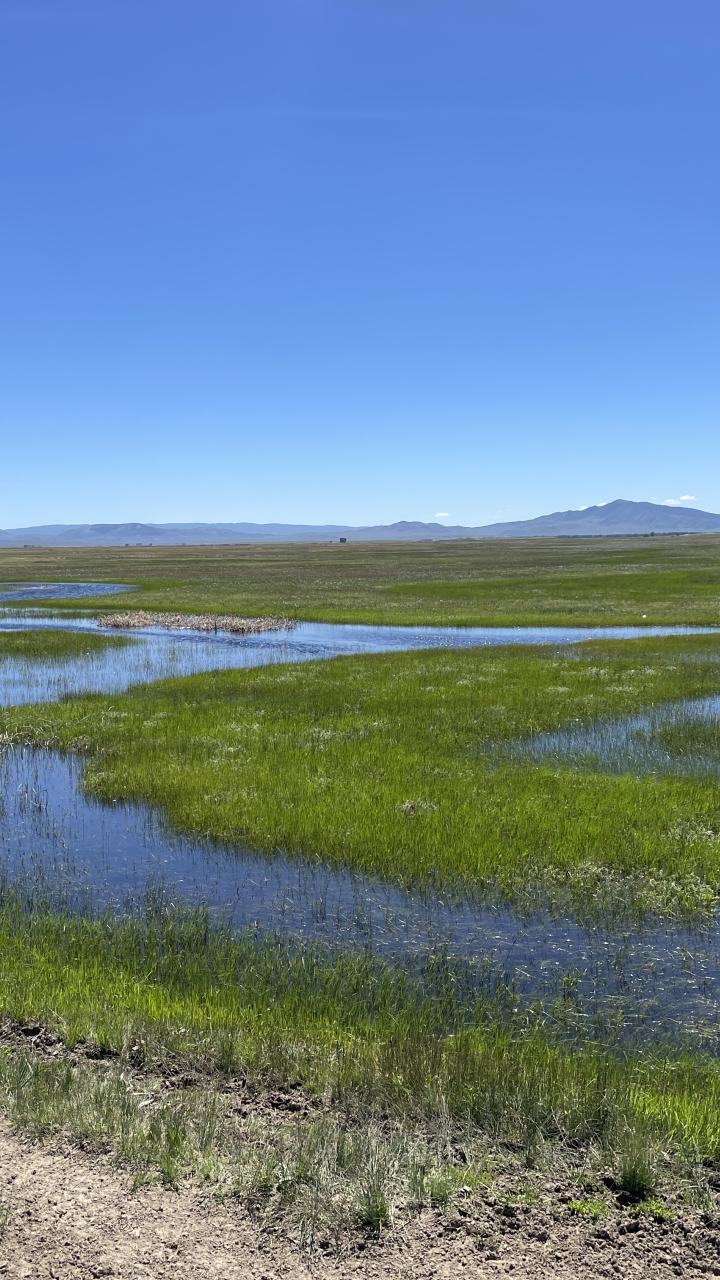 A broad green wetland landscape with shallow open water and distant mountains under a blue sky.