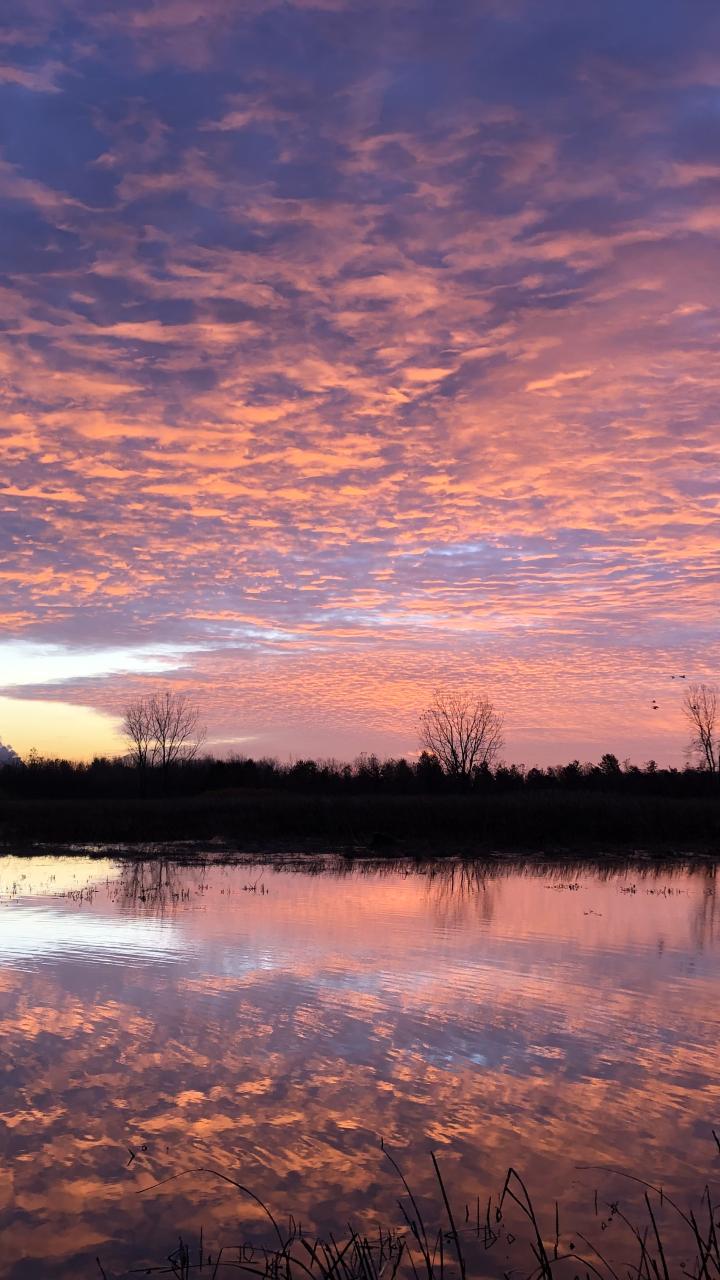A pink and purple sunrise reflects across still wetland water with trees silhouetted along the horizon.