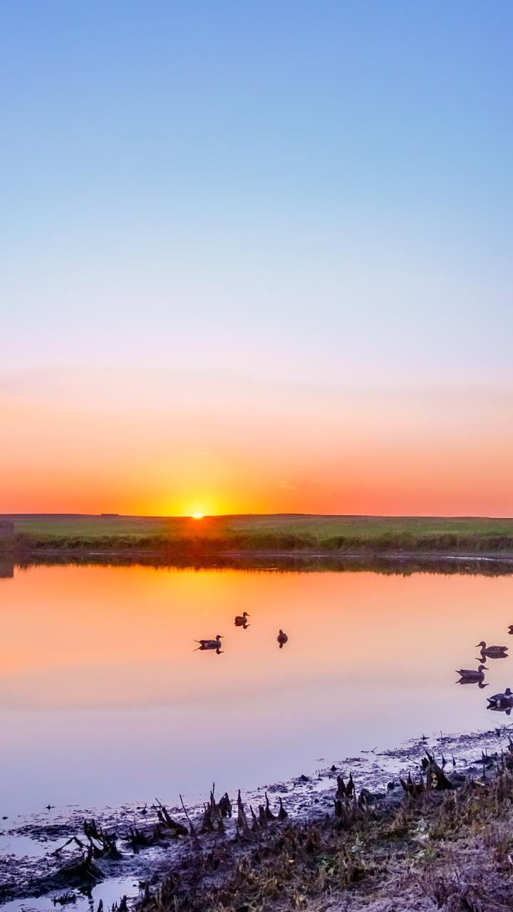 A waterfowl hunter stands beside a wetland at sunset with ducks floating on the water.