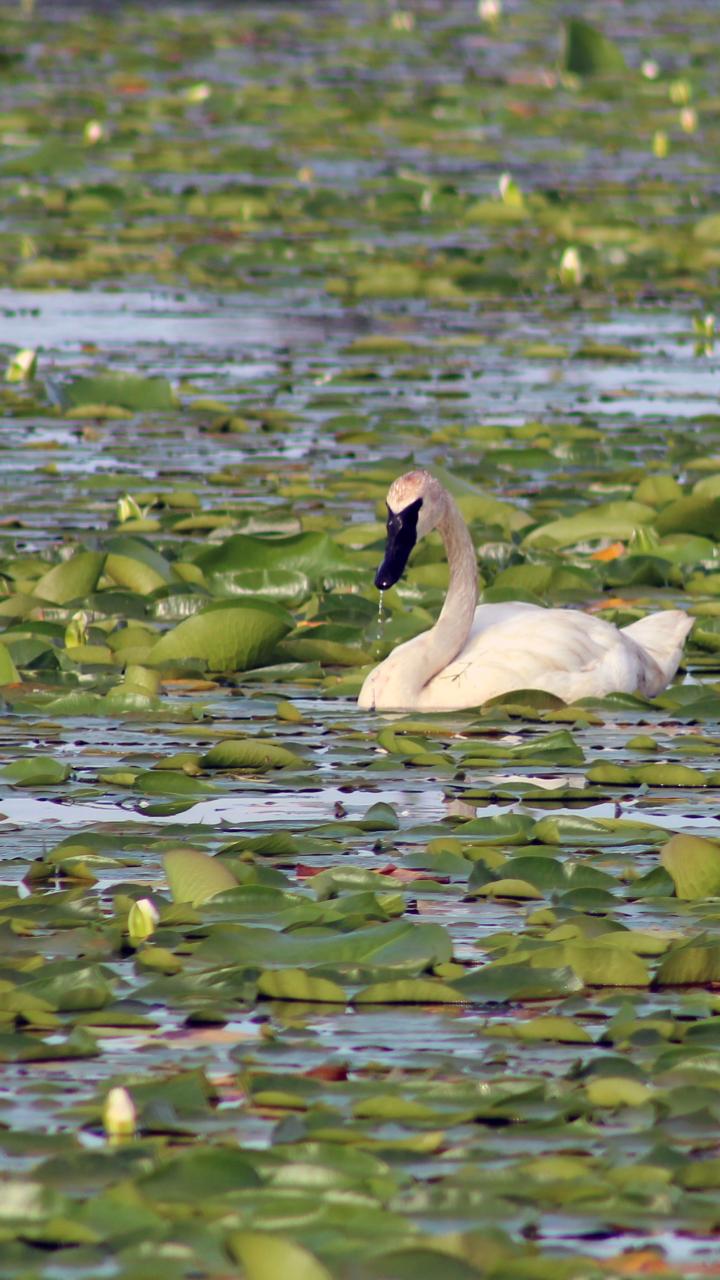 A trumpeter swan swims through wetland water surrounded by lily pads.