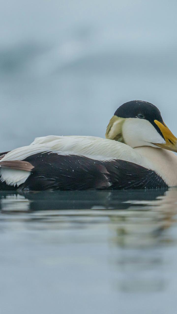 Common eider swimming in calm water.
