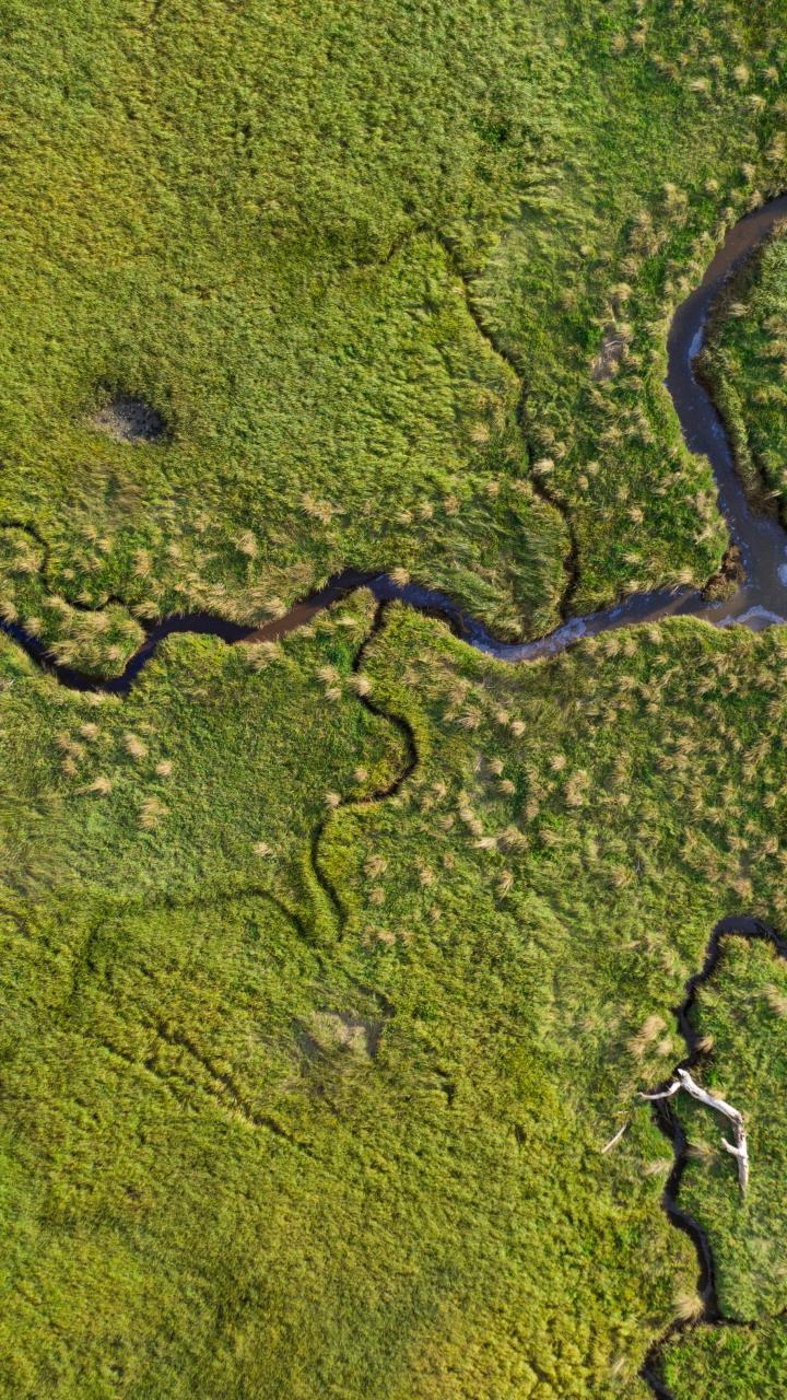 Aerial view of winding tidal creeks weaving through a bright green coastal marsh near Three Rocks State Park, Oregon