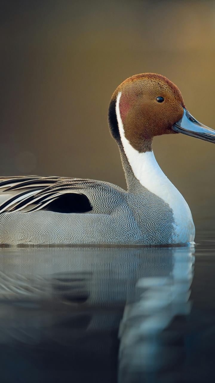 A male northern pintail floats on calm water with its reflection visible below.