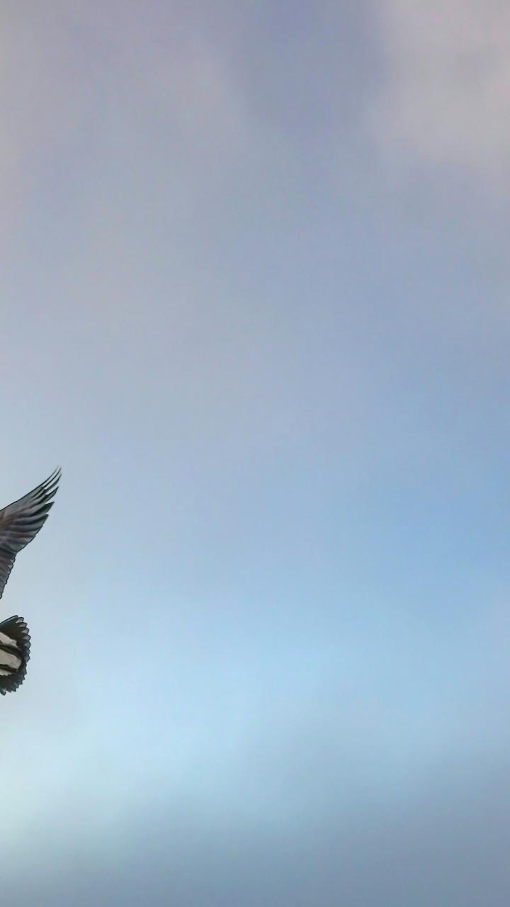 Ducks flying among the clouds