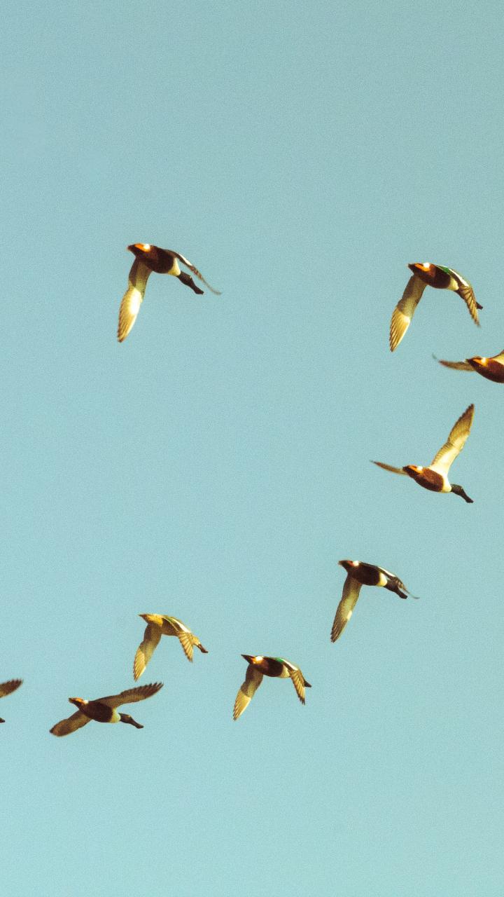 Una pequeña bandada de patos vuela por un cielo azul claro en la Ciudad de México.