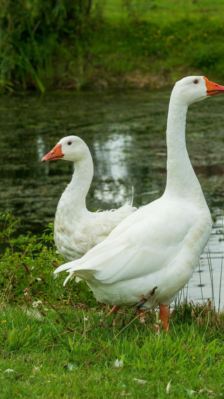 Photo of Geese
