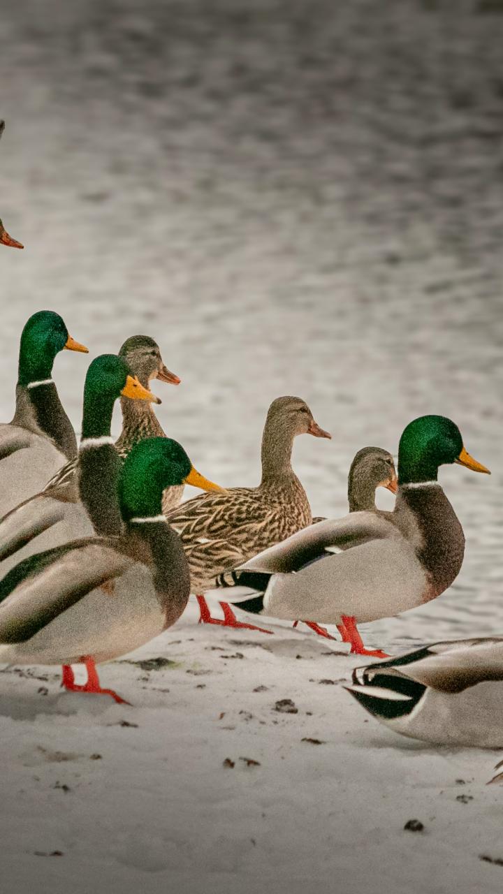 A group of mallards stands along a shoreline, with one duck landing near the water.
