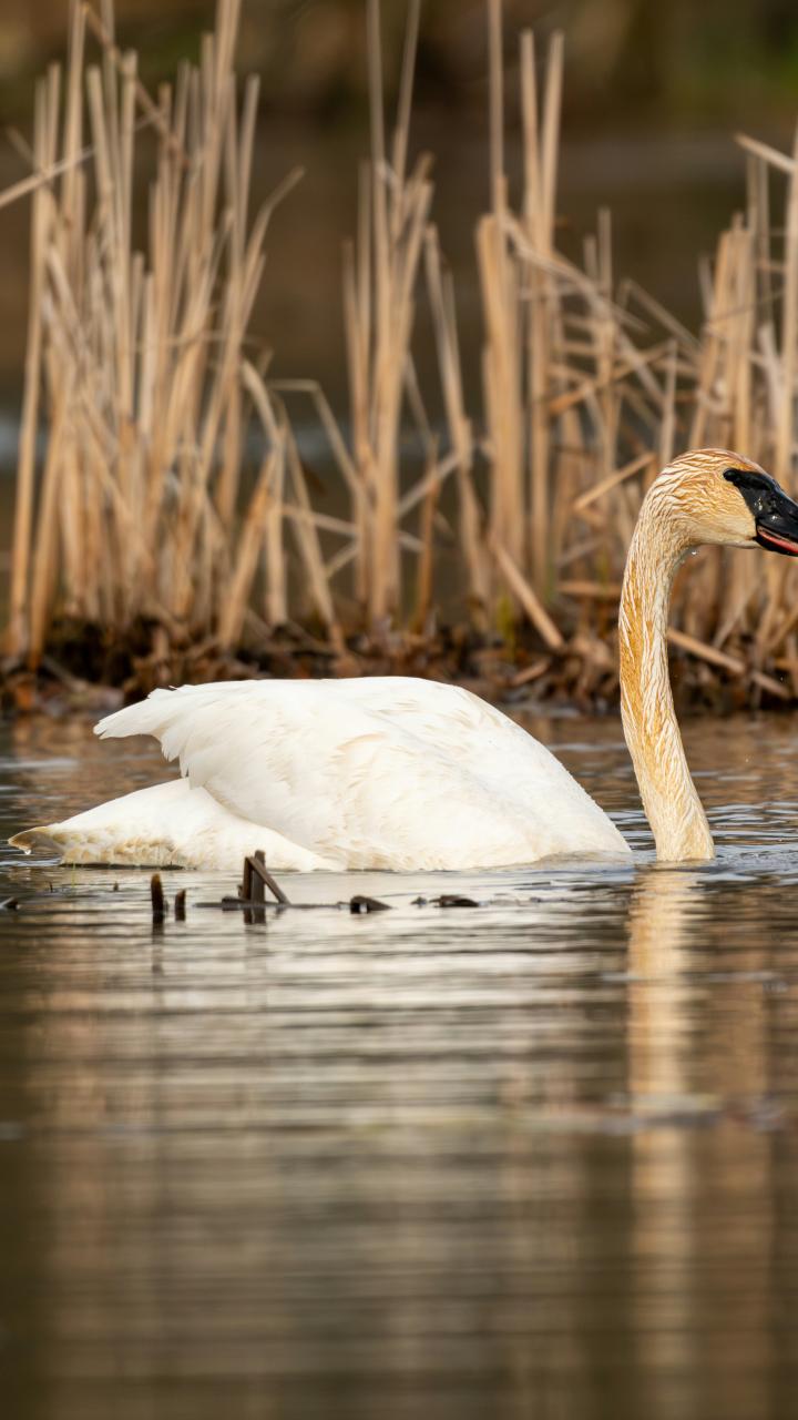 A trumpeter swan swims through calm wetland water with marsh vegetation in the background.