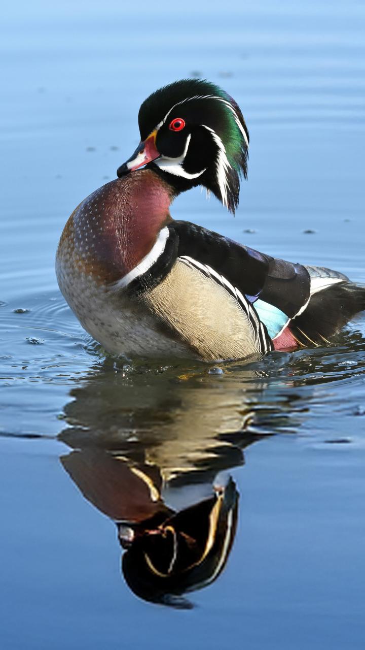 Male wood duck swimming on still water, its colorful plumage reflected on the surface.