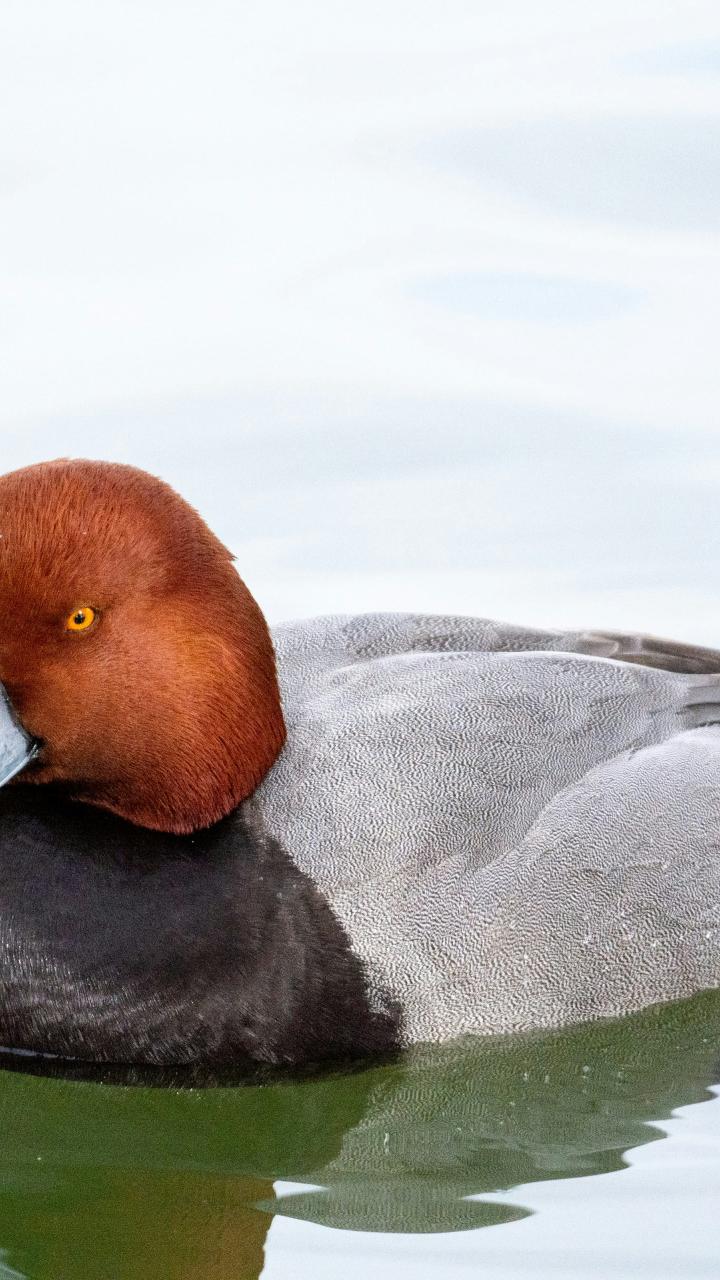 A male redhead floats on calm water with its reflection visible below.
