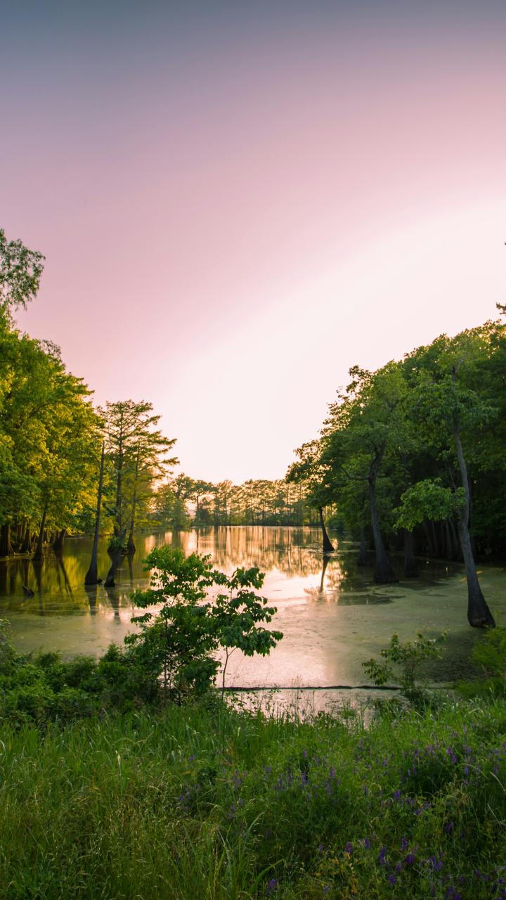 Cypress wetland in Mississippi at sunset, with trees reflected in still water.