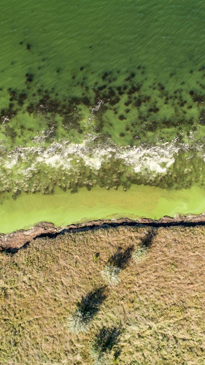 Top-down aerial view of a green wetland shoreline in South Dakota, showing water, algae, and grassy edge.