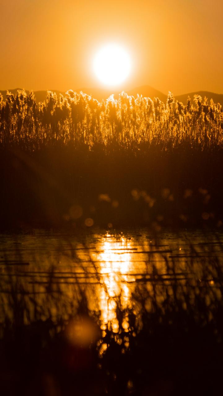 The sun sets over tall wetland grasses and open water.