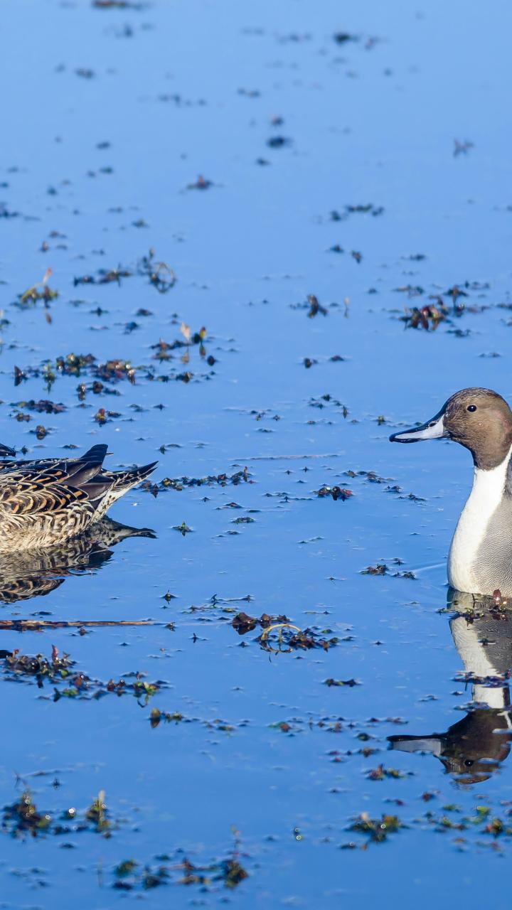 Female (left) and male (right) northern pintails swimming on shallow water with reflections.