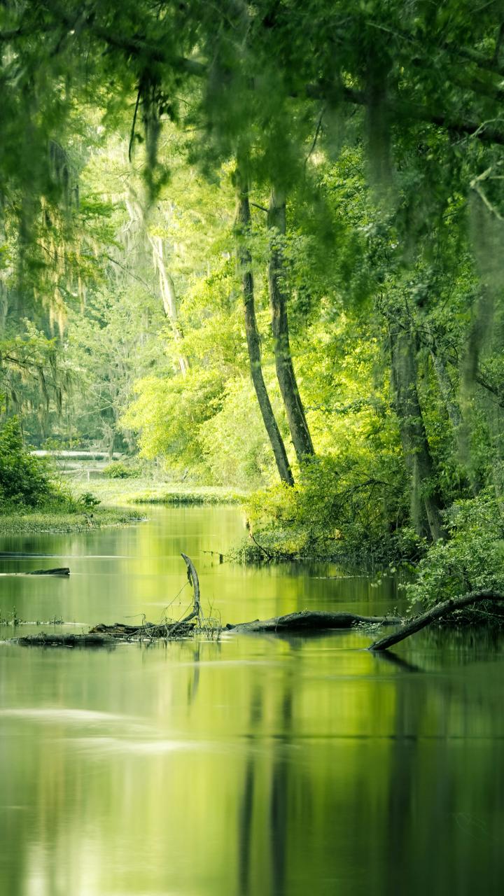 Cypress swamp with still green water and hanging Spanish moss at Phinizy Swamp, Augusta, Georgia.