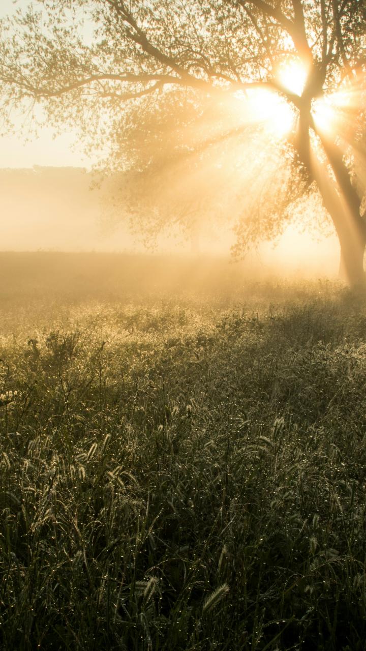 A sunlit grassland with scattered trees is covered in morning mist.