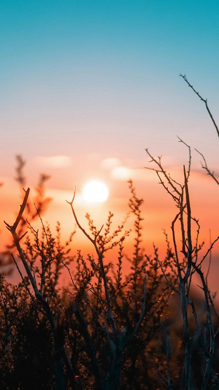 The sun sets behind silhouetted shrubs in an open landscape.