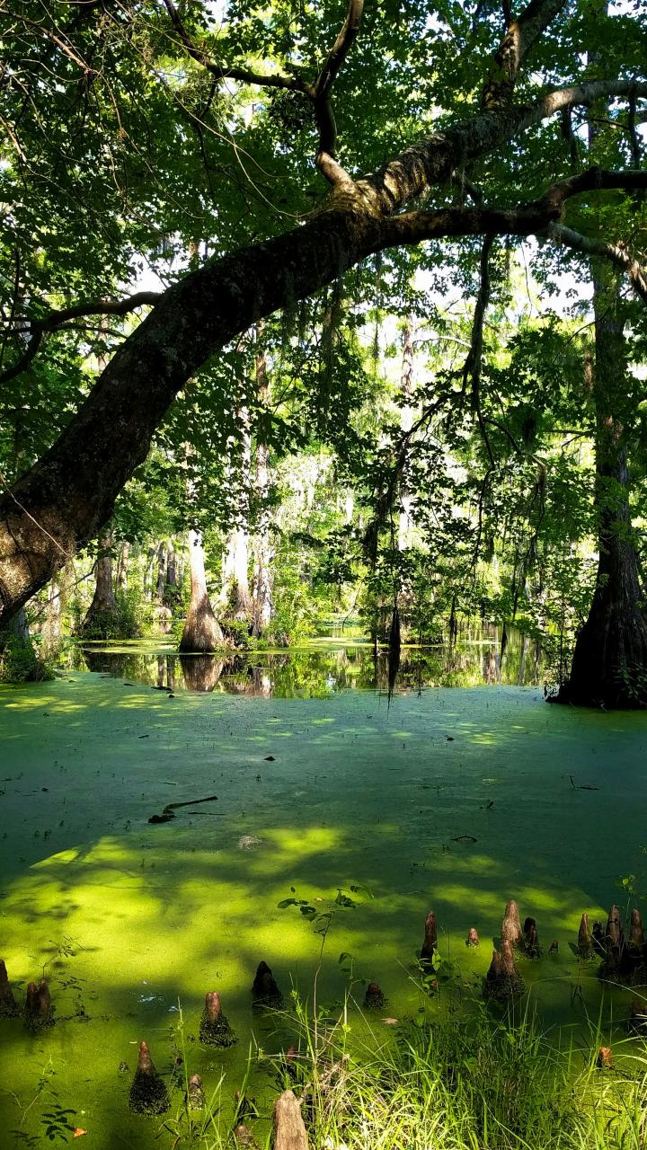 A shaded cypress swamp in Virginia with still water covered in green duckweed and tree trunks rising from the water.