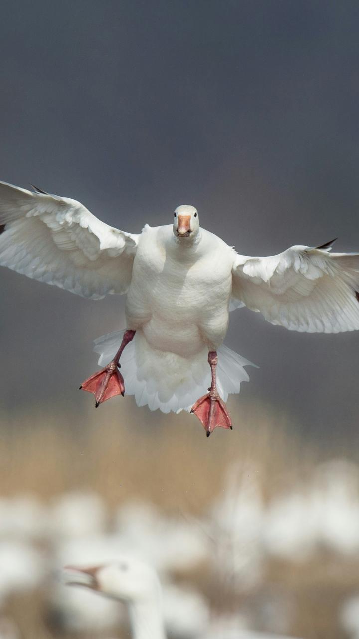 Snow goose landing with wings spread and pink feet extended above a flock.