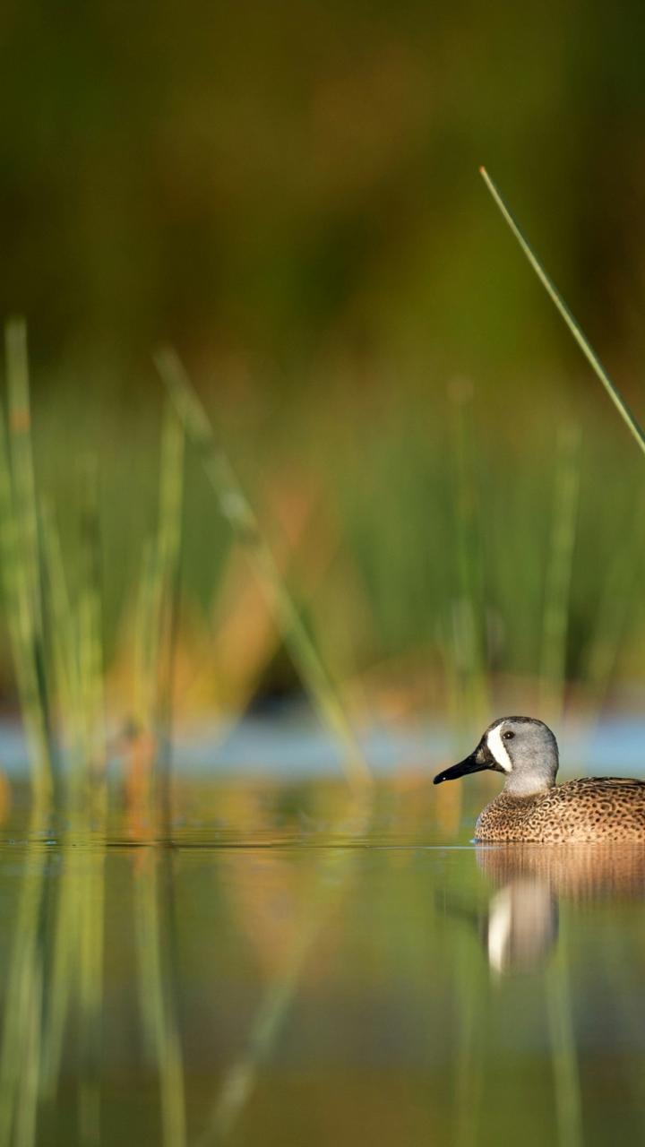Selective focus image of two ducks gliding across still water, with the foreground duck in focus and the second duck softly out of focus.