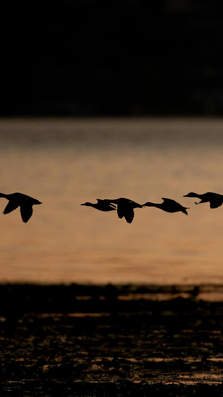 Silhouetted waterfowl fly low over a wetland at dusk near Kirkland, Washington.