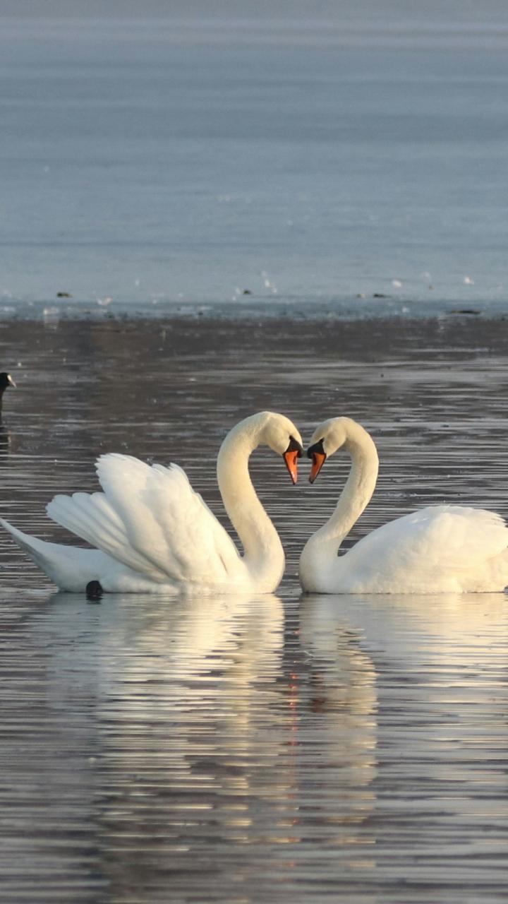 Photo of a few swans