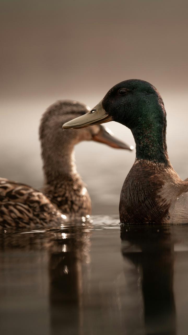 A male and female mallard float close together on calm water.