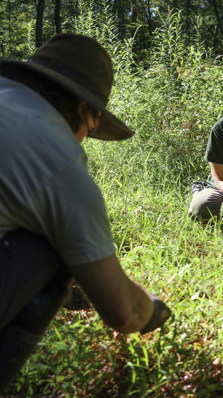 Two U.S. Fish and Wildlife Service staff control invasive plants in dense wetland vegetation.