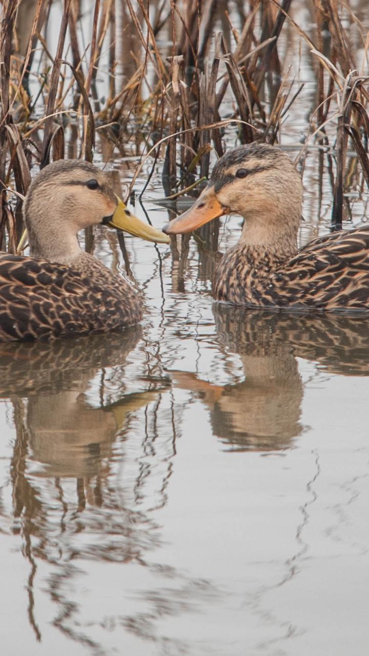 Two mottled ducks swim close together among emergent wetland vegetation.