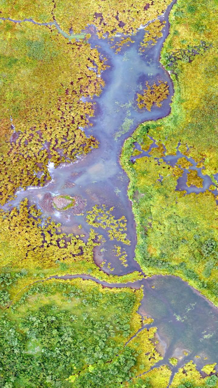 Aerial view of a Rocky Mountain fen wetland showing winding water channels through green and yellow vegetation.