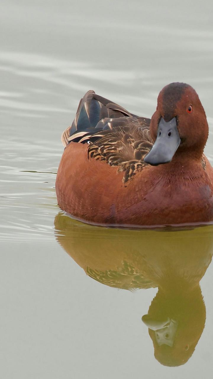 Cinnamon teal swimming on still water with a clear reflection.