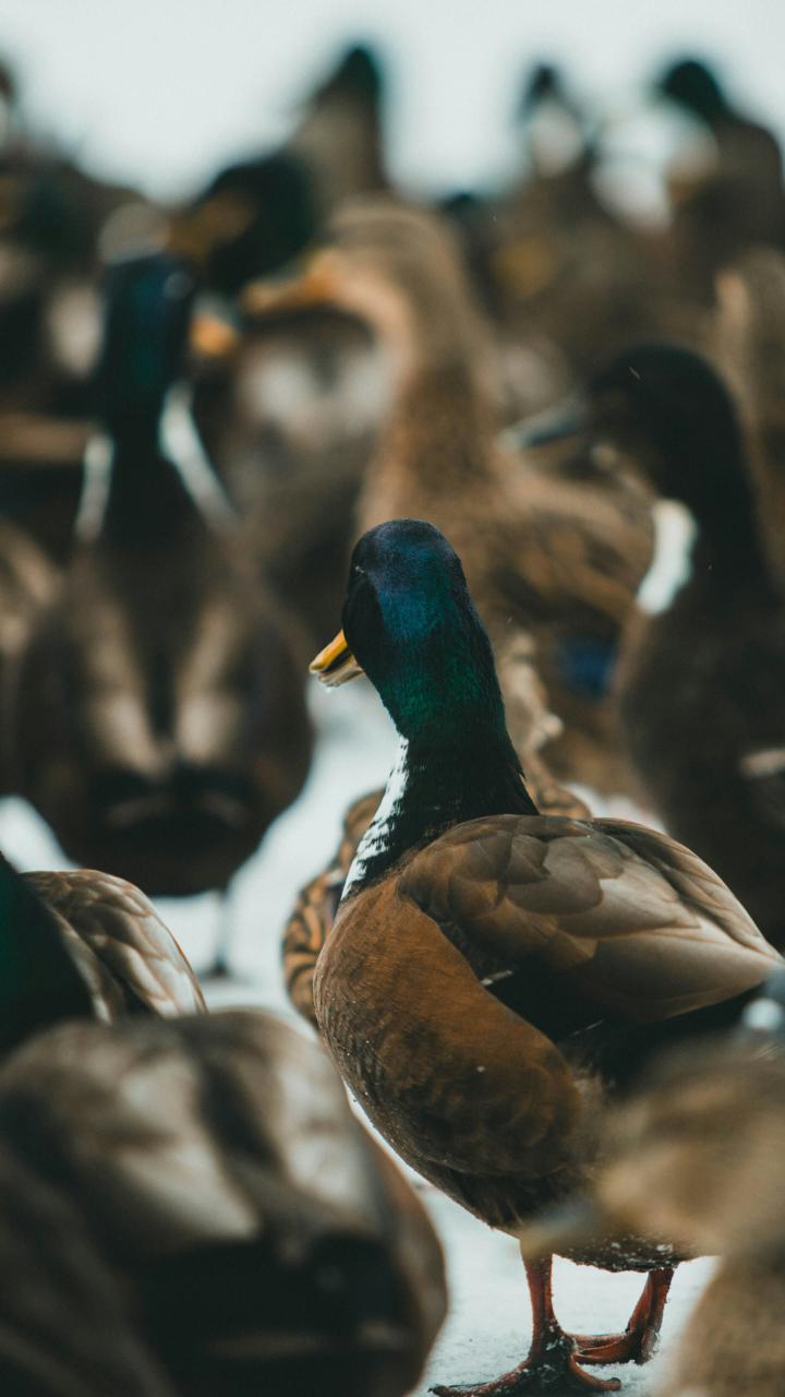 A dense group of mallard ducks — drakes with iridescent green heads and brown hens — crowd together at the water's edge.