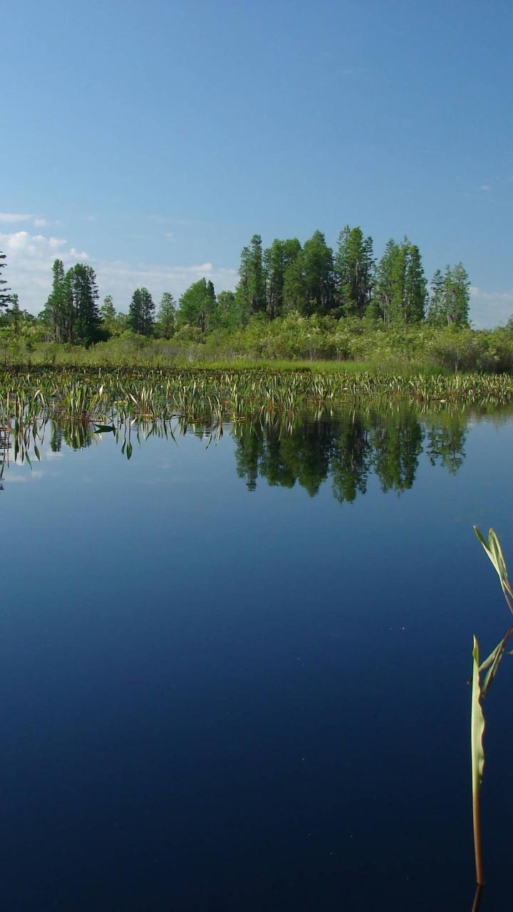 Open wetland at Okefenokee National Wildlife Refuge, with emergent aquatic plants, cypress trees and reflections on calm water.