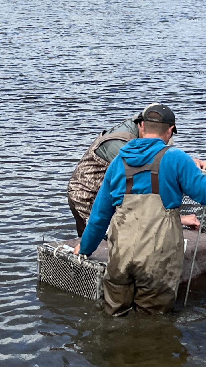 Two biologists, standing in low water, are removing ducks from swim-in traps during a waterfowl banding operation.