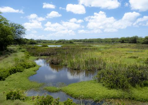 A broad wetland landscape with open water, green vegetation and a blue sky with scattered clouds.